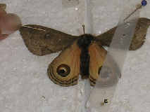 FIGURE 3e FIGURE 3e